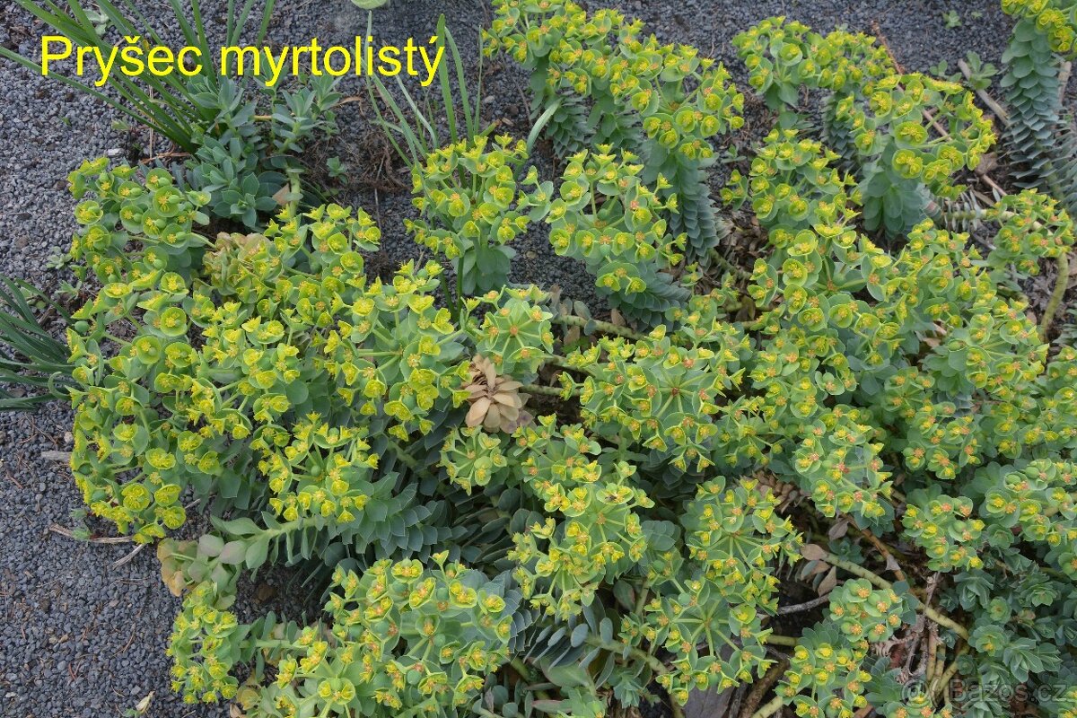 Trvalky, okrasné rostliny - 13