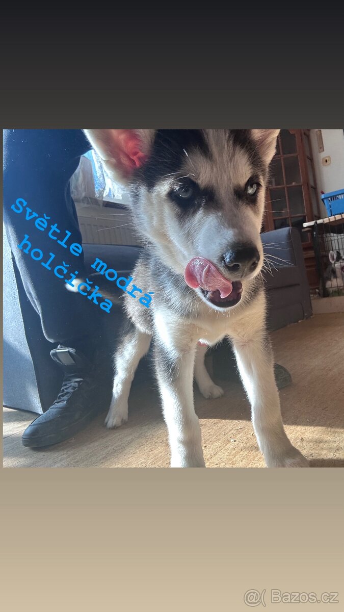 Prodám štěňátka - 13