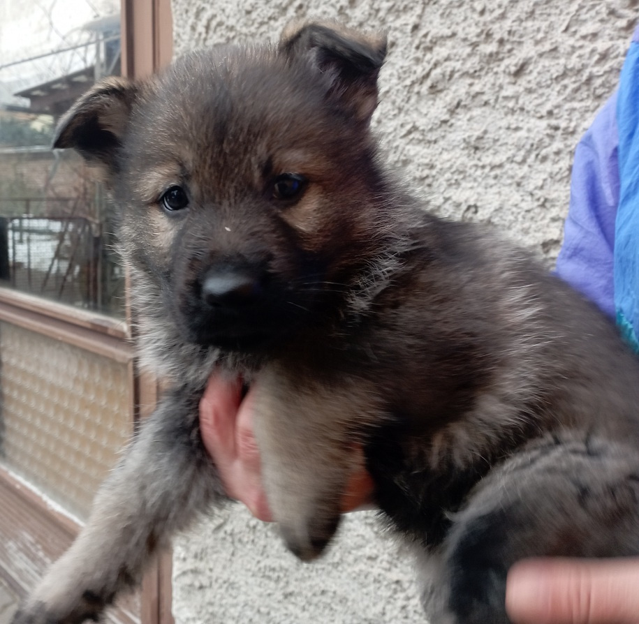 Německý ovčák štěnata s PP - 13