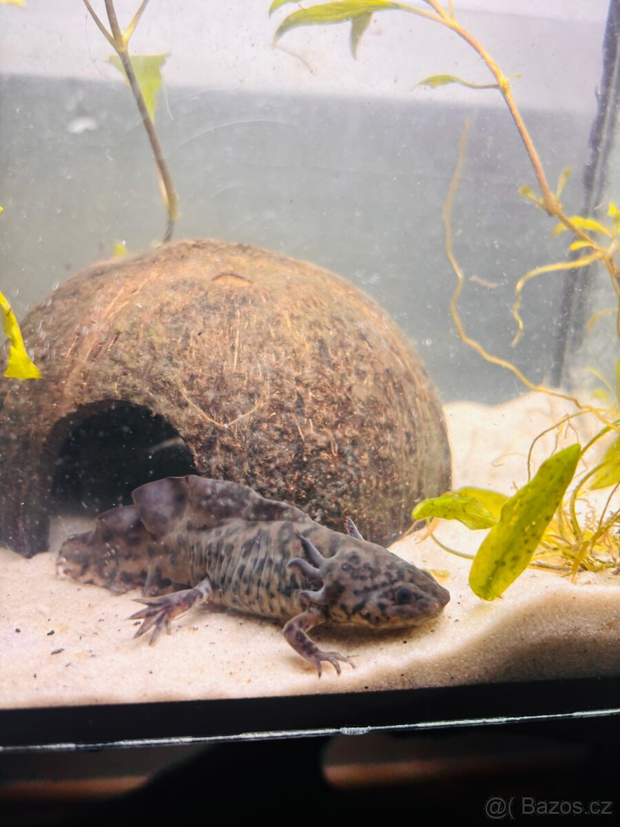 Axolotl - 13