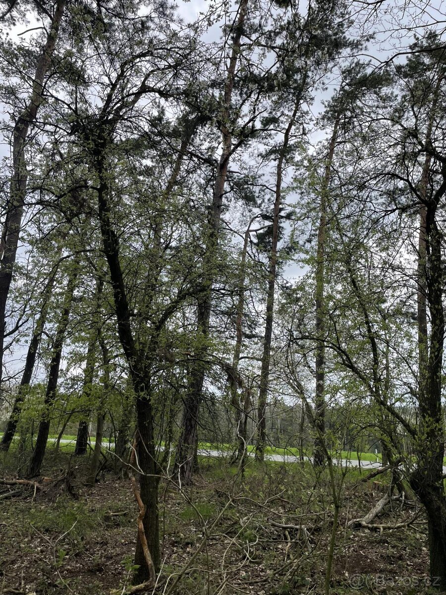 Prodám lesní pozemky v k.ú. Hradiště u Domažlic - 13