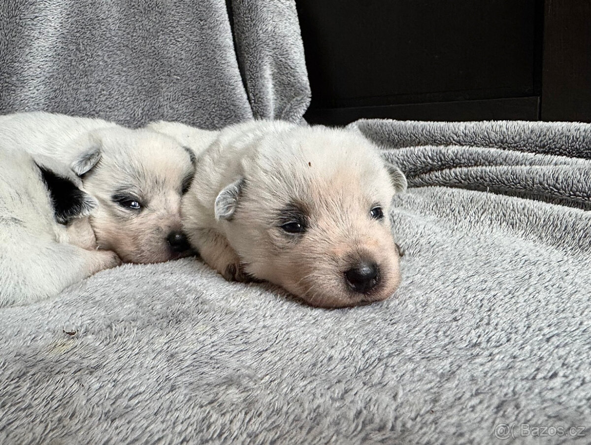 Australský honácký pes s PP - 13