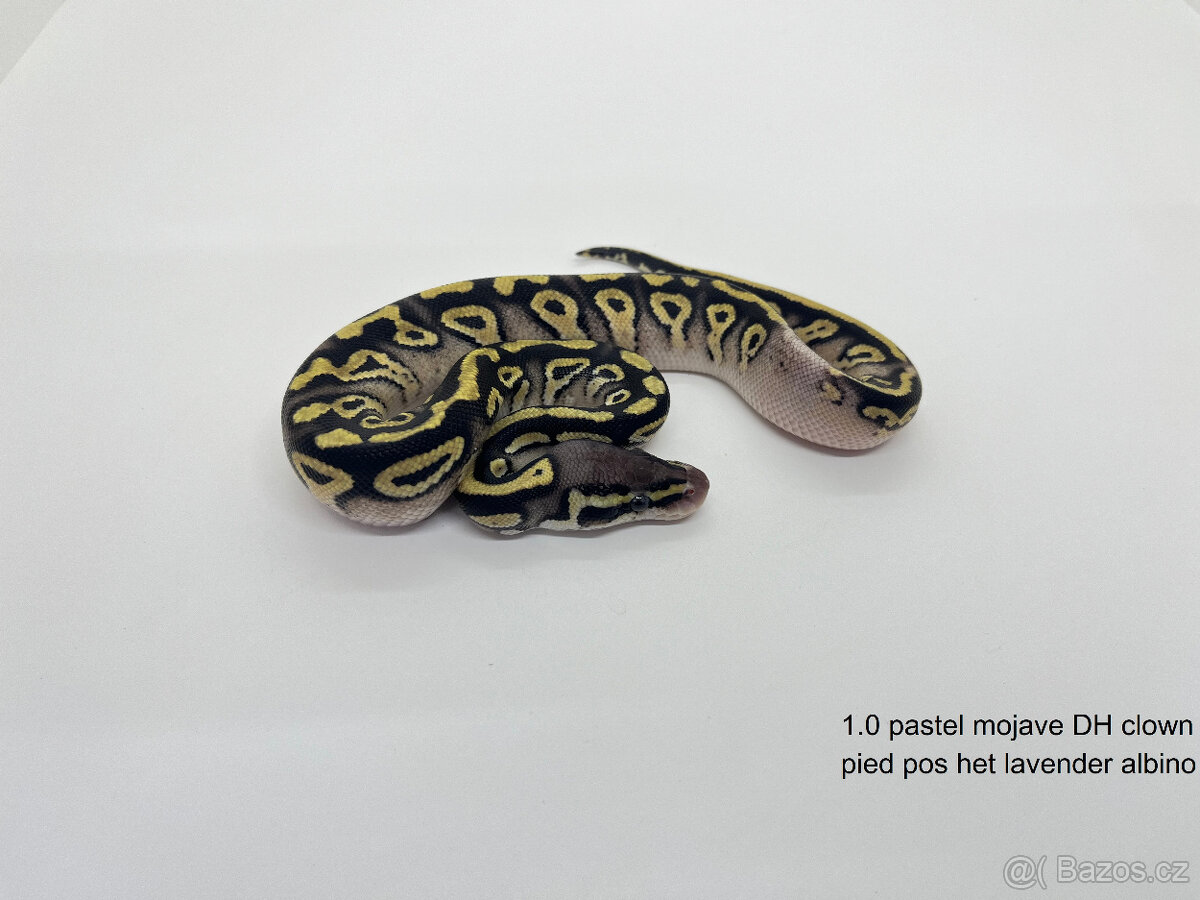 Krajta královská(Python regius) Vánoční sleva 20% - 13