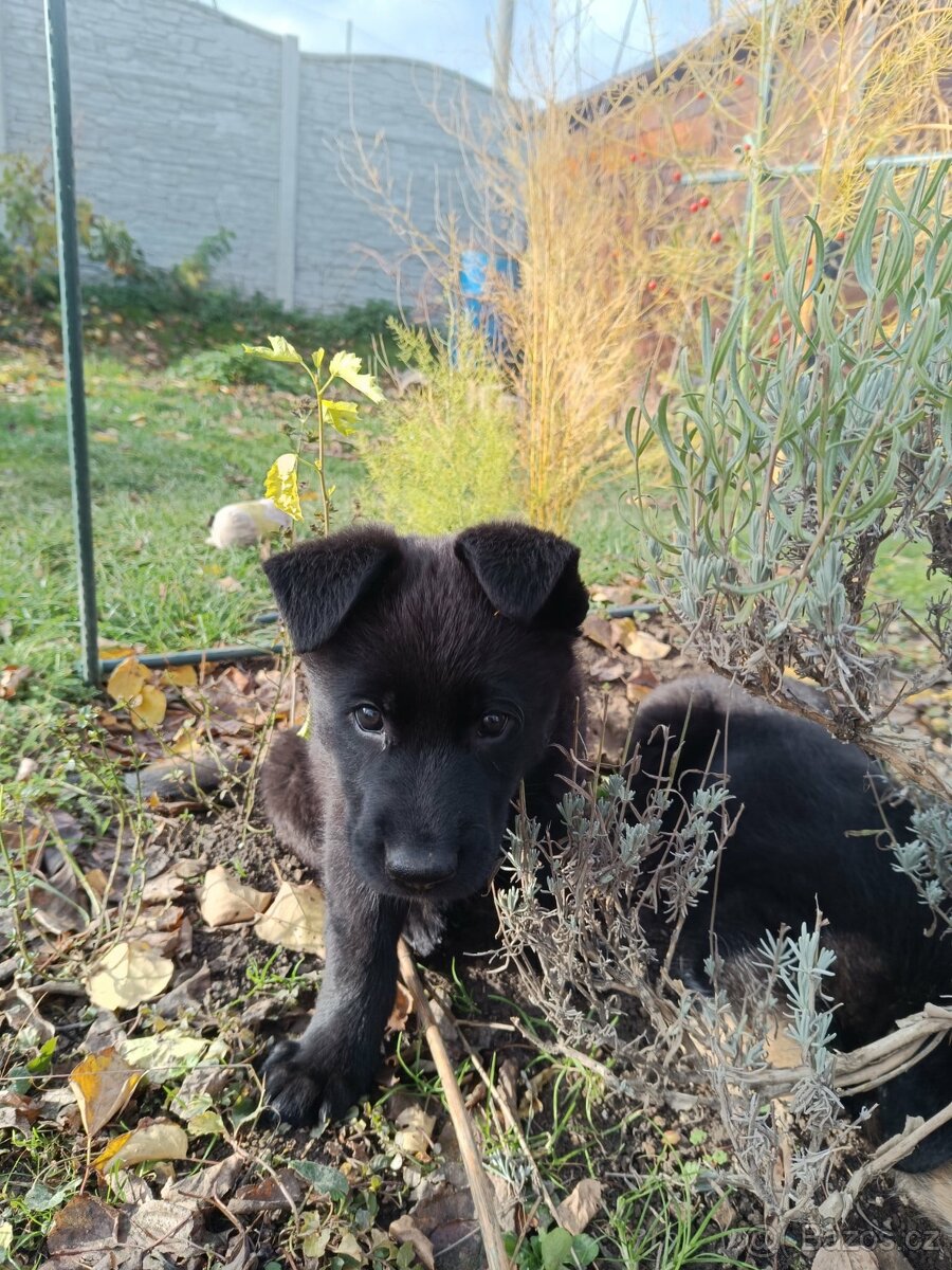 Německý ovčák - 13