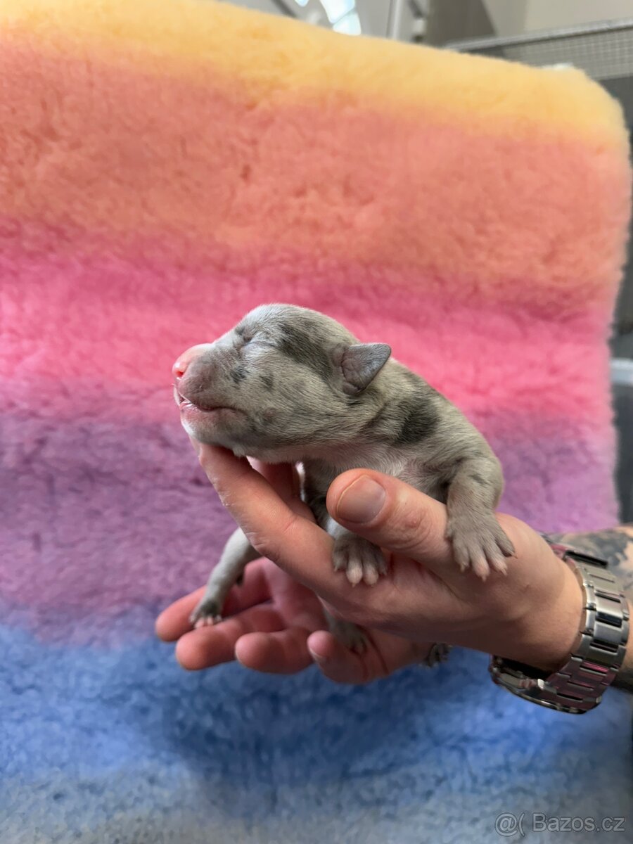 American Bully XL - 13