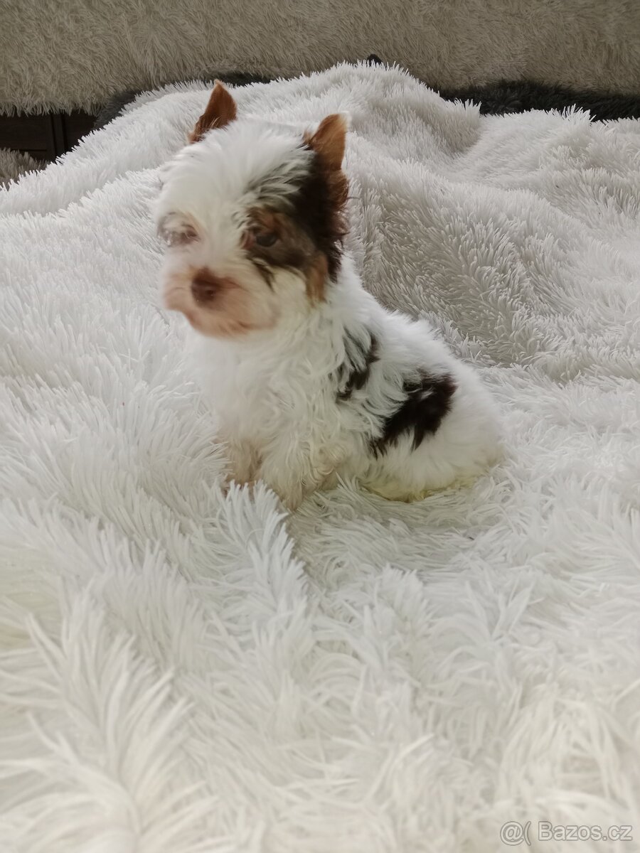 Jorkšírský teriér - 13