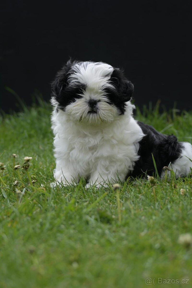 Shih-tzu - 13