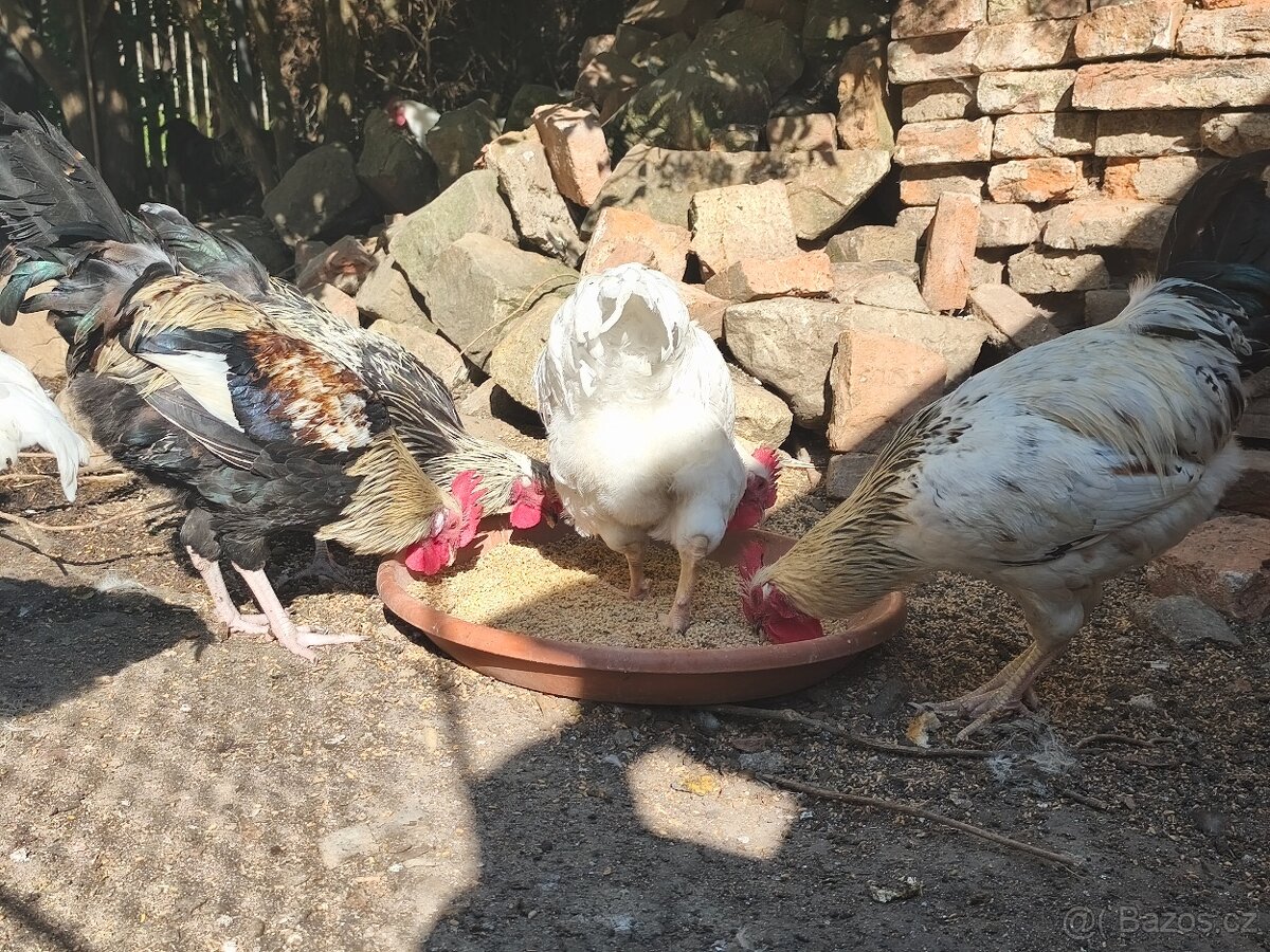 Kohout 🐓 - 13
