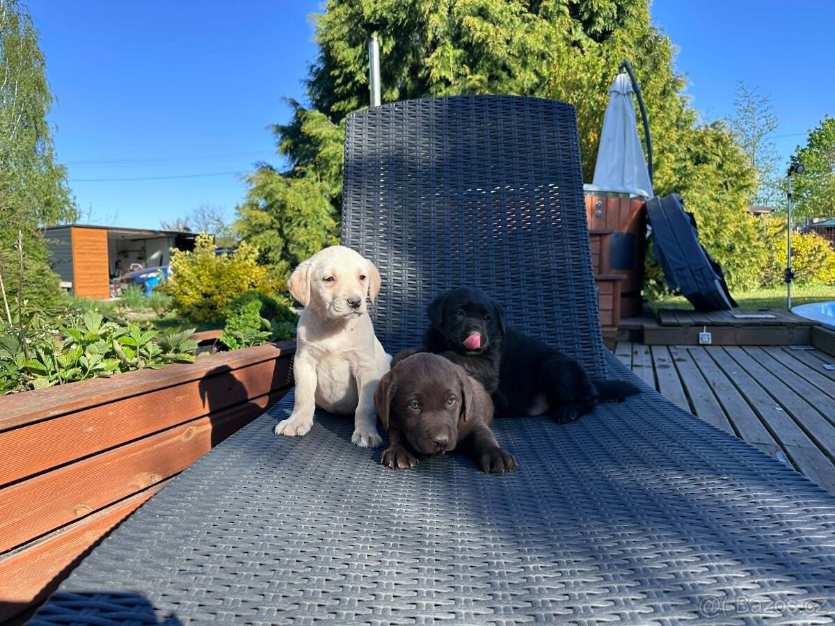 štěňata labrador a bez PP. - 13