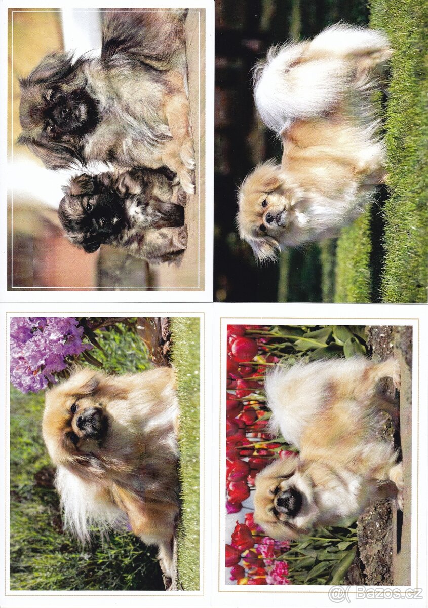 pohledy zvířat - 13