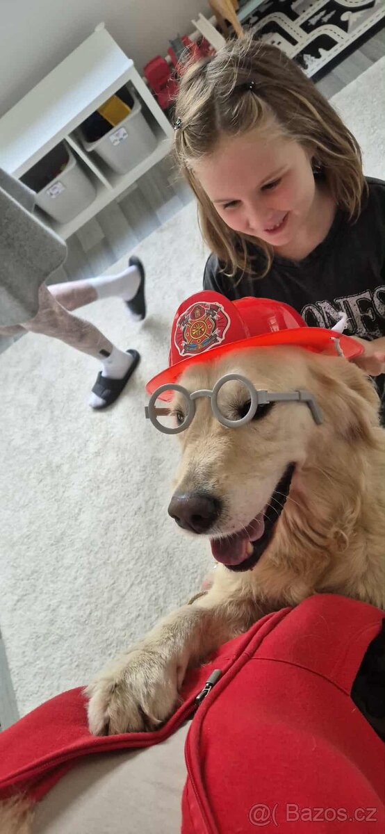 Zlatý retrívr štěně s PP - 13