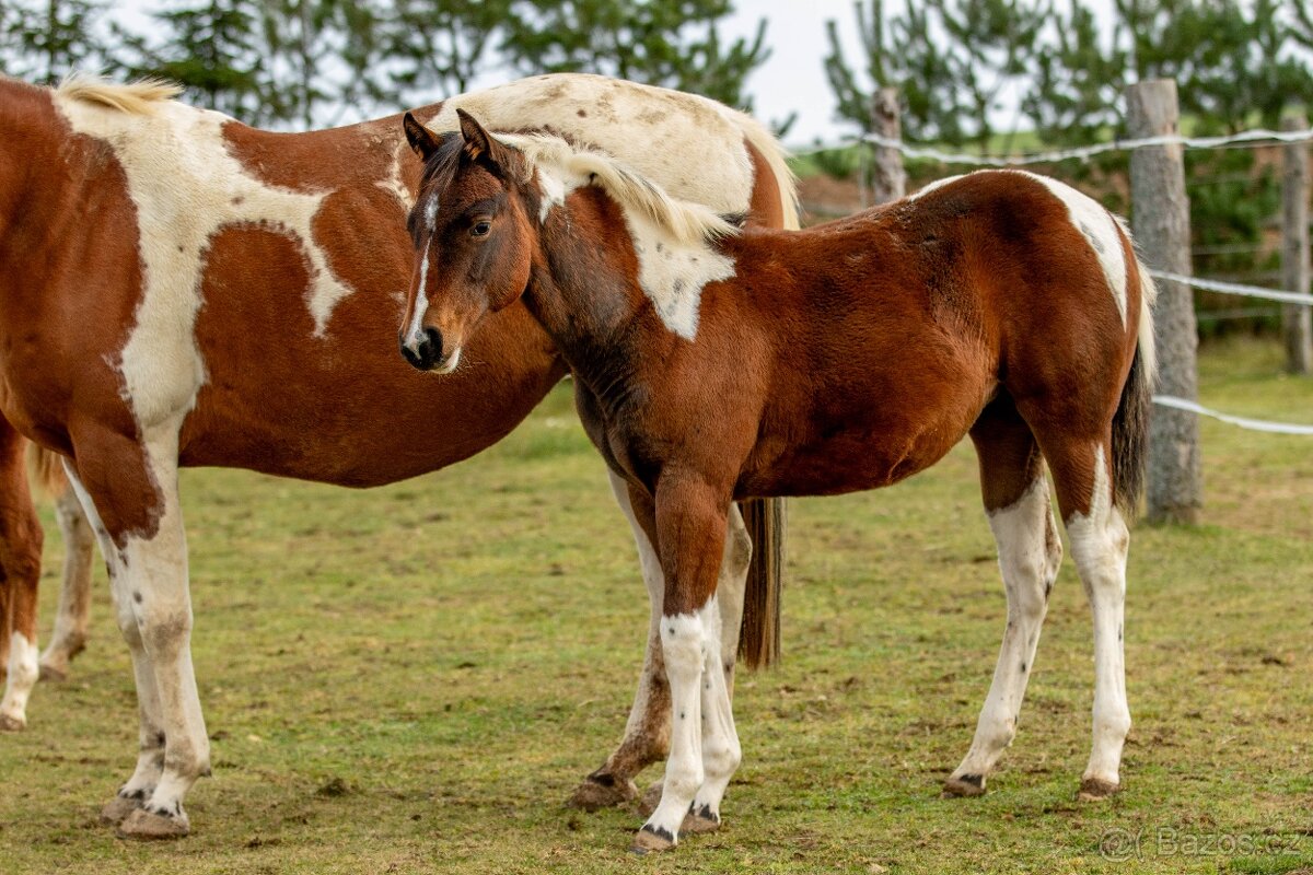 Letošní paint horse klisnička - 13