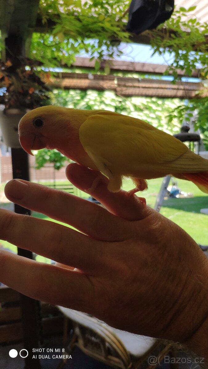 Agapornis růžohrdlý - 13