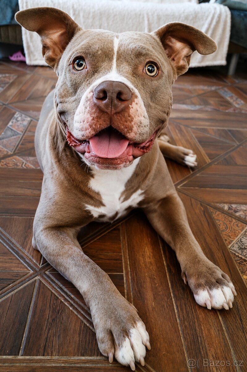 American Bully XL s PP - 13