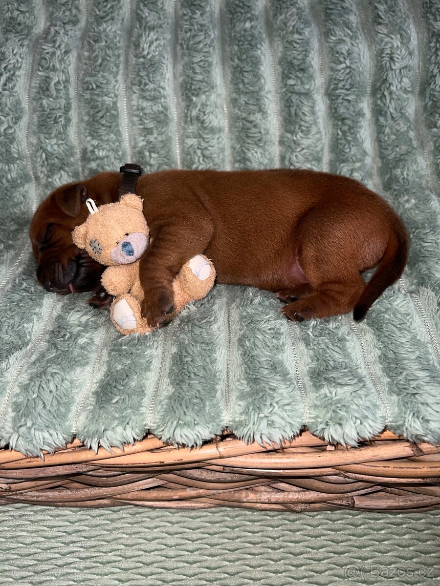 Štěně Rhodéský Ridgeback - 13