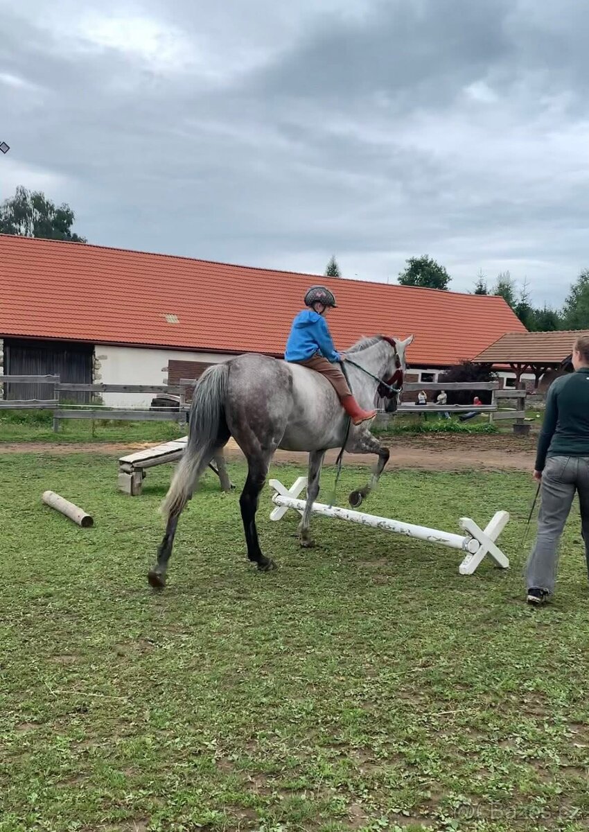8 letá klisna do sportu - 13