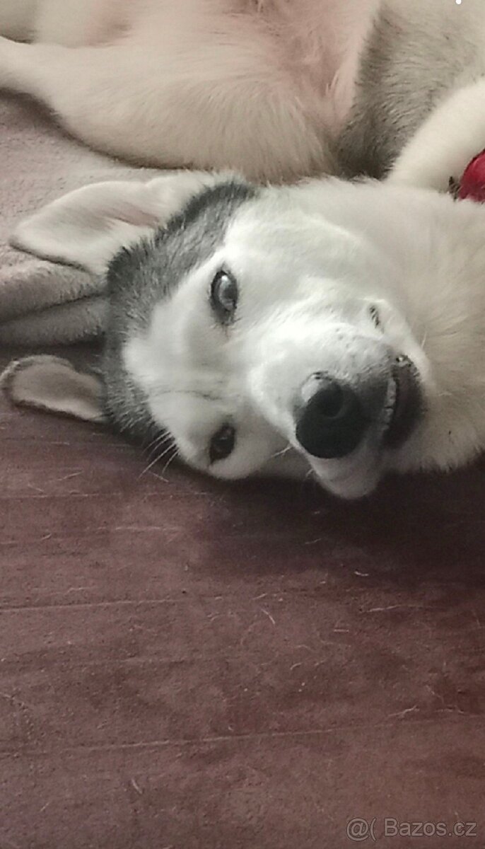 Sibiřský husky kira, prosím přečtěte si popis - 13