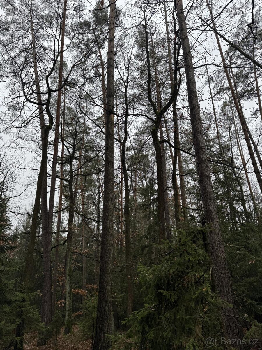 Prodám pozemky v k.ú. Veliny - 13