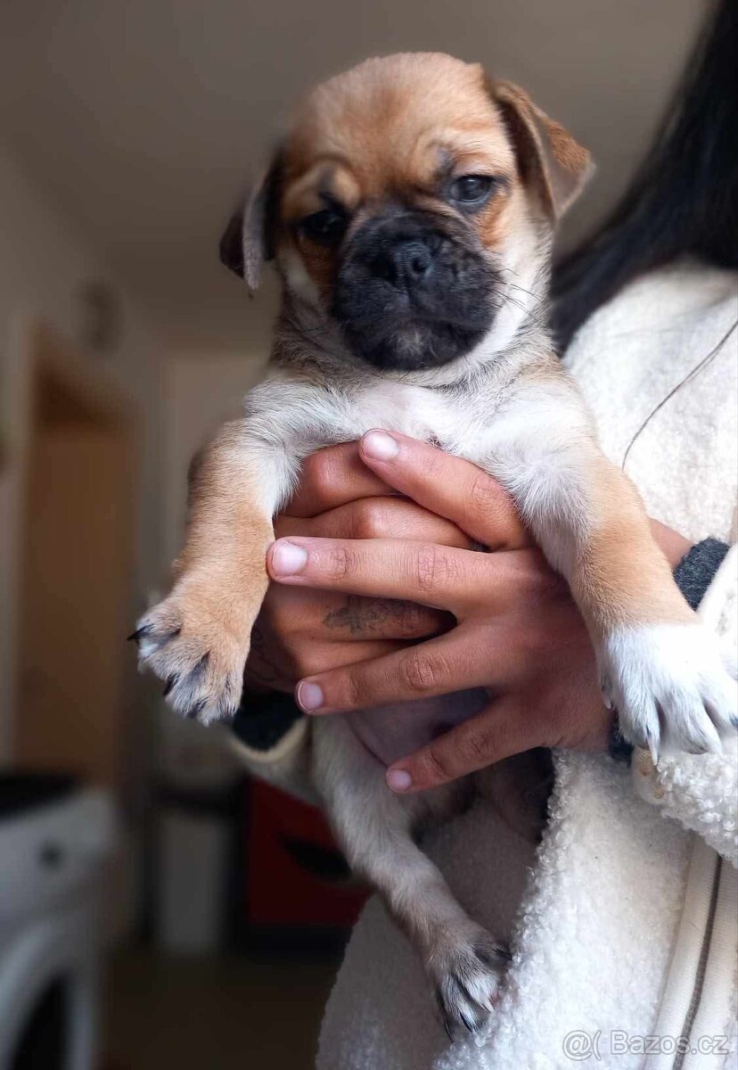 Štěňata Mops > s pinčem - 13