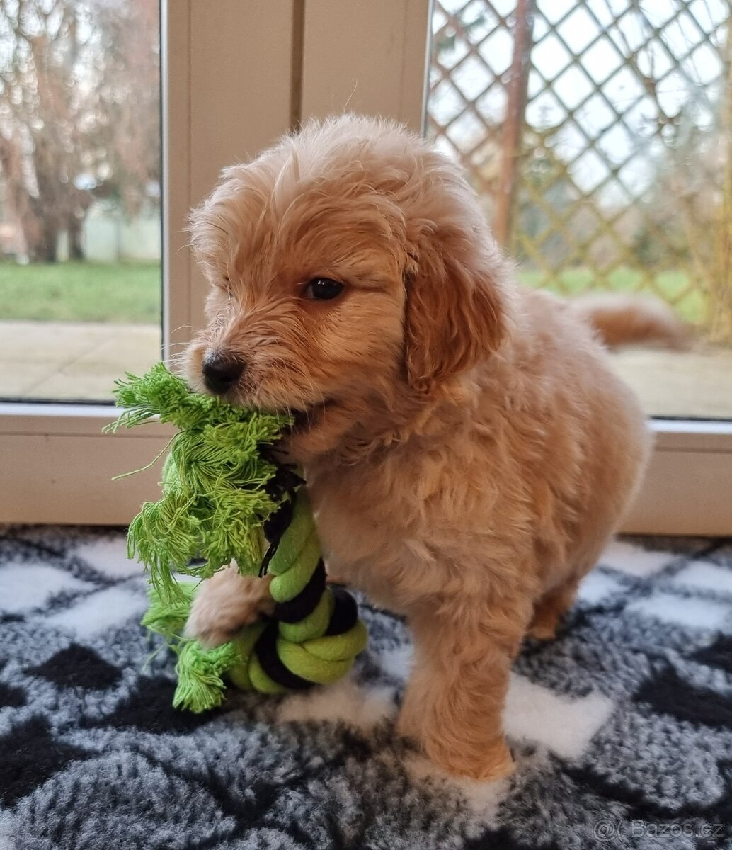 Mini & Medium GOLDENDOODLE - 13