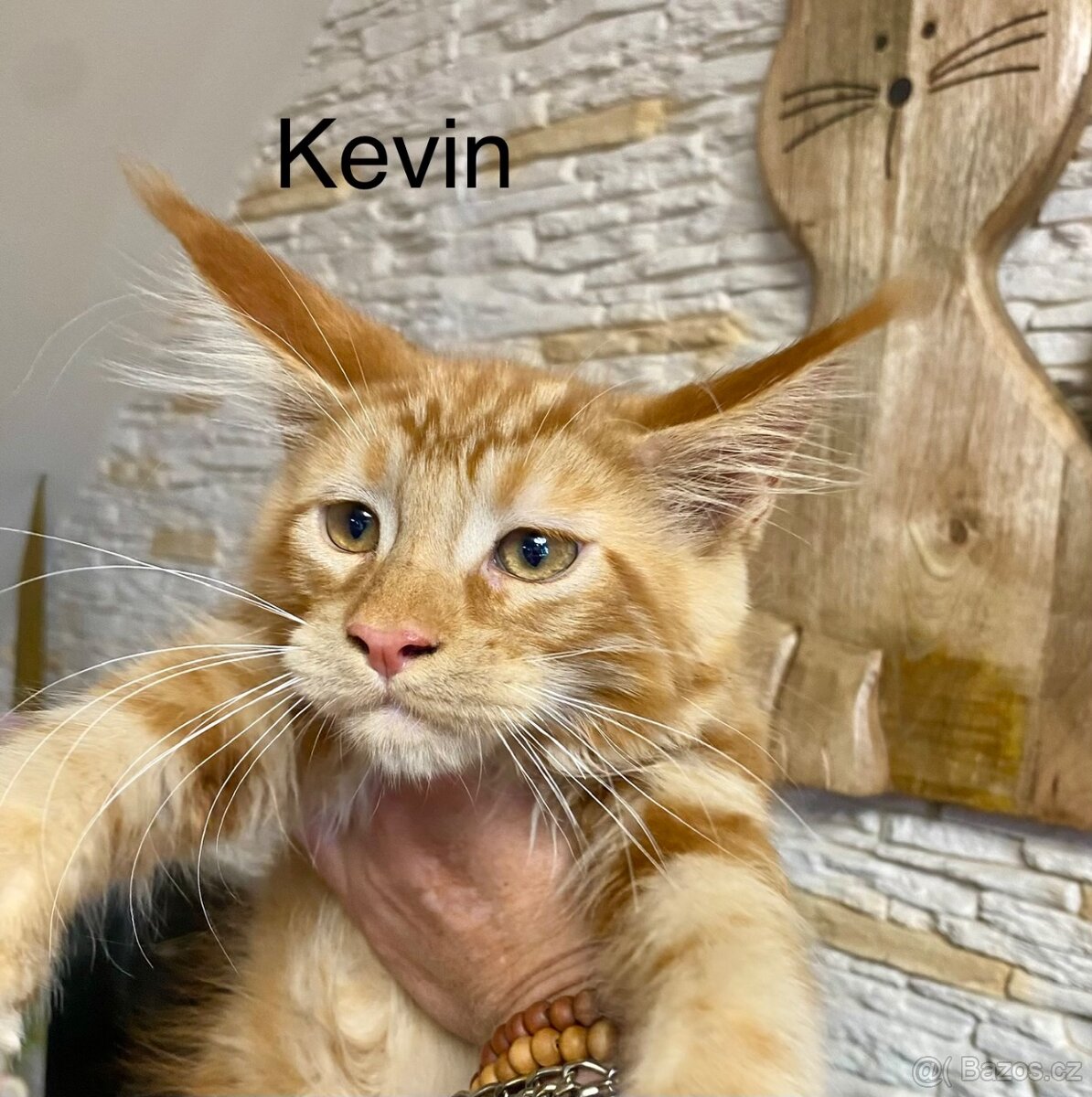 Mainská mývalí s PP🐈 - 13