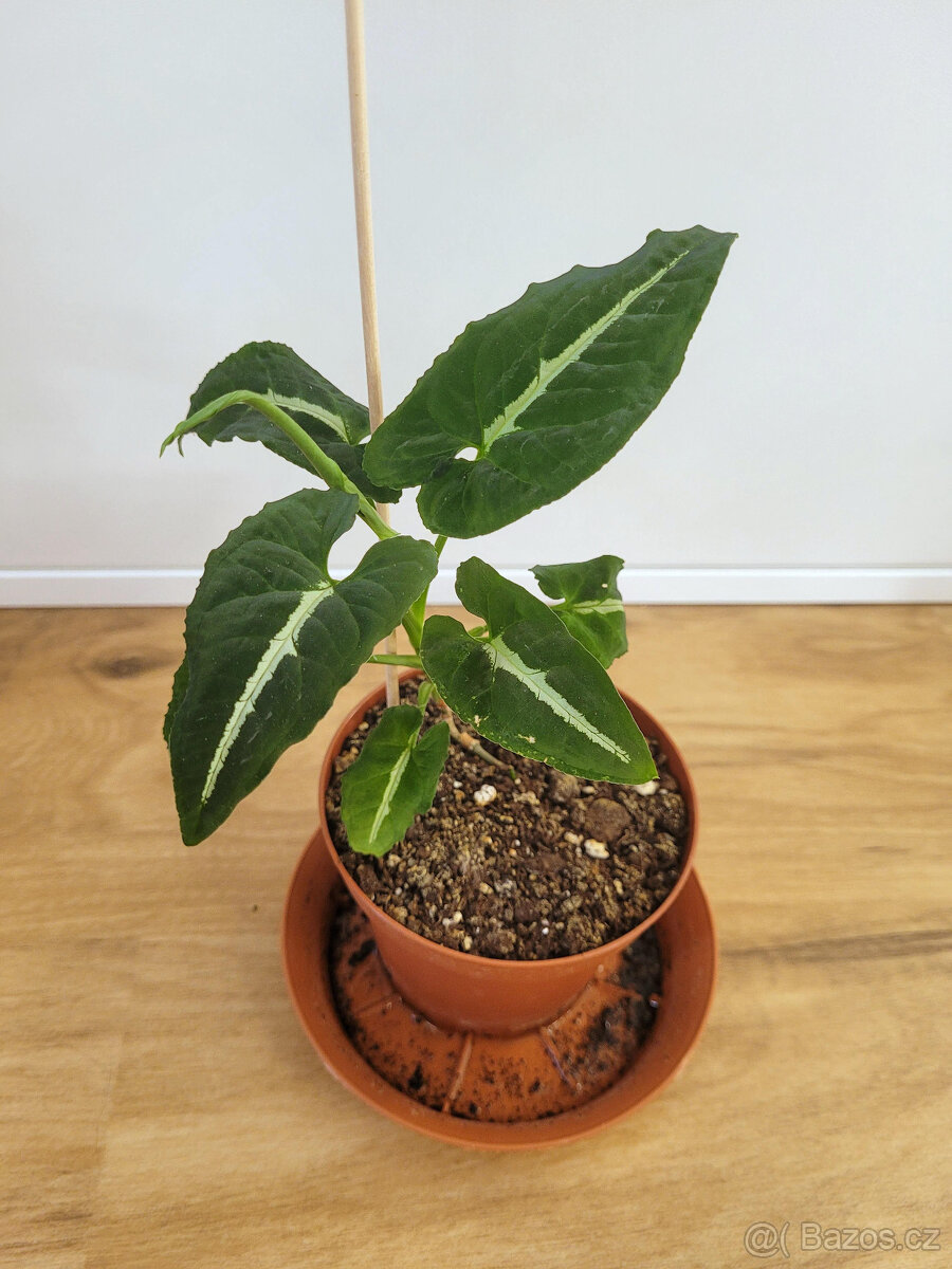 Pokojové rostliny (hoya, epipremnum, ibišek,pilea,syngonium) - 13