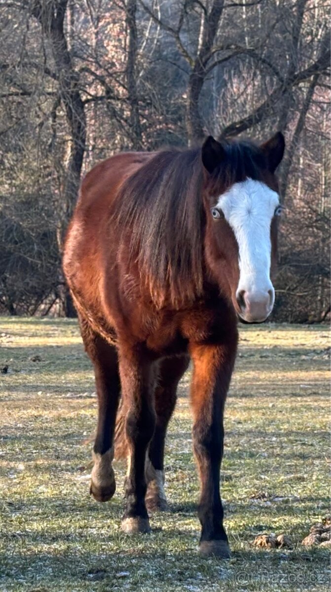 Kobylka 1,5 roku Appa x kříženec - 13