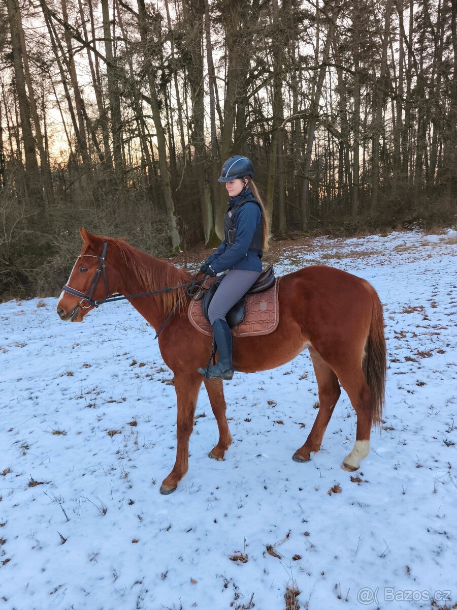 Letos čtyřletý sympatický valach - 13