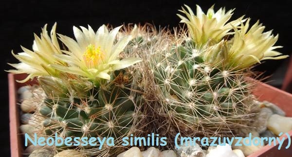 Semena kaktusů - 13