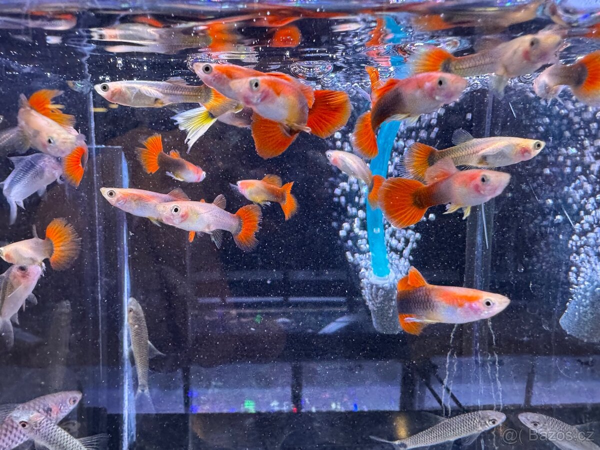 Akvarijní rybky - 13