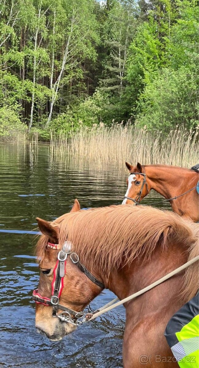 Valach pro začátečníky - 13