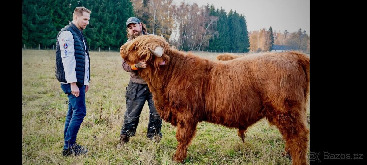 Kuřata kuřecí maso brojler - 13