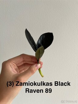 Pokojové rostliny - 13