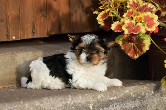 Biewer terriér- jorkšírský - fenka - 13