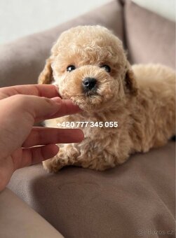 Maltipoo, fenka Murka 1000€‼️ - 13