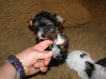 Štěňátka Biewer Yorkshire Terrier - 2 fenečky - 13