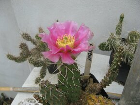 Kaktusy - mrazuvzdorné opuncie - 13