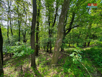 Prodej lesa, 5846 m², Vráž - 13