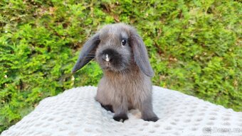 Zakrslý beránek, králíček, králík - PATRICIE - 13
