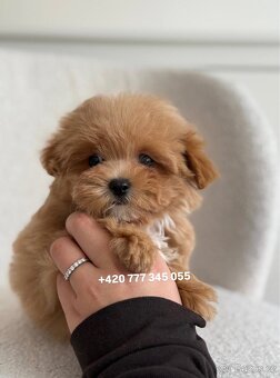 Maltipoo F1 Caramel | Lina - 13