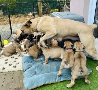 Boerboel - štěňata s PP (FCI) - 13
