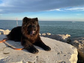 Hledáme fenku na krytí - Chow Chow (Čau Čau) - 13