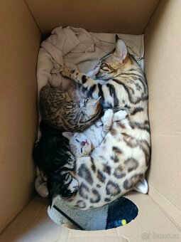 Bengálská kočička s PP - 13