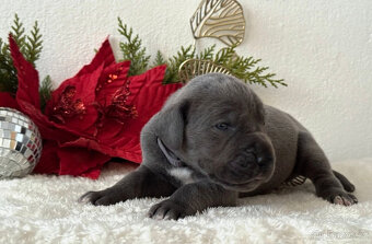 Německá doga modrá  - 13