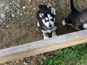 Sibiřský Husky štěňátka bez PP - 13