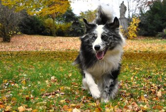 Krycí pes border kolie s PP FCI, nabídka krytí - 13