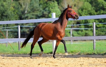 ____Klisna český teplokrevník___ - 13