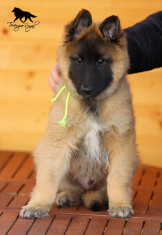 Belgický ovčák Tervueren s PP - štěňátka k odběru - kluci - 13