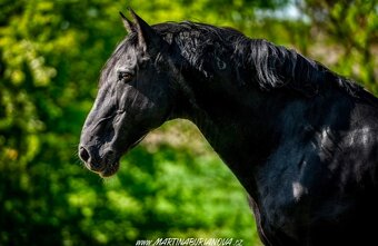 LUXUSNÍ Lusitano hřebeček - 13