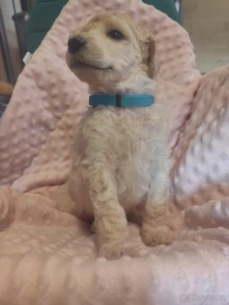 Pudl velký bílý - 13